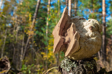 Birch chaga on a stump. Dried mushroom grown on a tree in the forest.  For the treatment of cardiovascular and oncological diseases, diabetes. Soft focus.