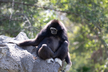 Fototapeta premium Close up White-Handed Gibbon