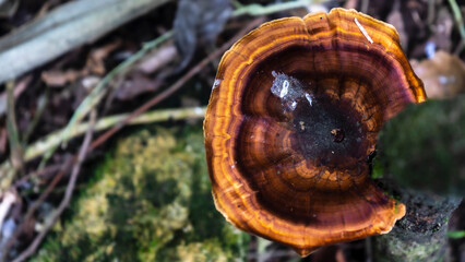 Close up brown wild mushroom at tree that fell down in the deep forest, shown from top
