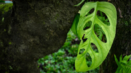 background and pattern nature of green leaves tropical foliage plant on blur background