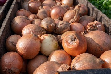 wooden crate with organic onions