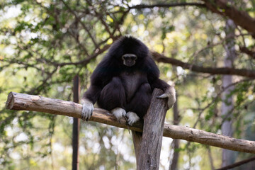Close up White-Handed Gibbon