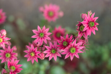 Fototapeta premium close up of pink flower