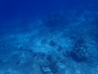 Naklejka na ściany i meble 東ティモール　アタウロ島の珊瑚礁