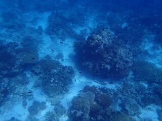Fototapeta na wymiar 東ティモール　アタウロ島の珊瑚礁