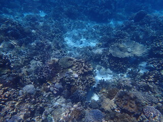 東ティモール　アタウロ島の珊瑚礁