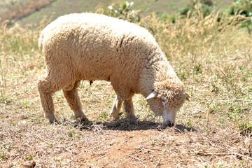 Obraz premium Milky white sheep live in the foothills of northern Thailand. 