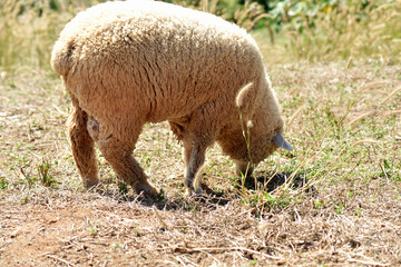Milky white sheep live in the foothills of northern Thailand. 