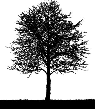Black vector image of a silhouette of a small tree in winter, isolated on a white background.