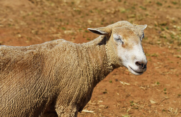 Milky white sheep live in the foothills of northern Thailand. 