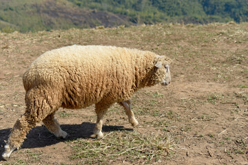 Obraz premium Milky white sheep live in the foothills of northern Thailand. 