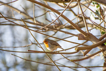 robin on a branch