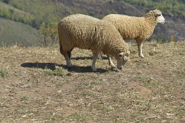 Obraz premium Milky white sheep live in the foothills of northern Thailand. 
