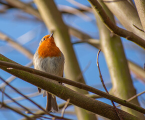 robin on a branch