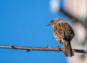 Dunnock on a branch