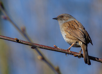 Dunnock on a branch