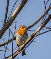 robin on a branch