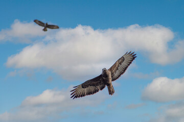Buzzard in flight