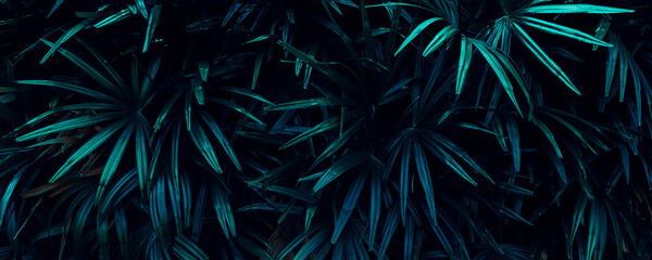 tropical foliage, dark nature background