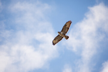 Buzzard in flight