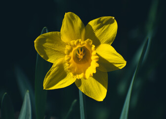 yellow daffodil