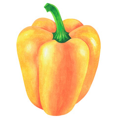 Yellow Bell pepper. Watercolor illustration. Isolated on a white background. For design.