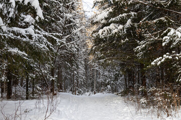 Pines branches covered with white fluffy snow are in winter day in the forest