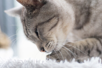 毛繕いをする猫　サバトラ猫