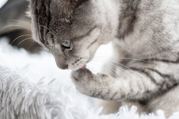 毛繕いをする猫　サバトラ猫