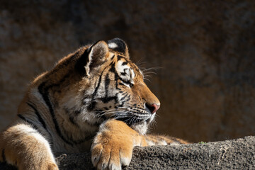 カッコいいトラ