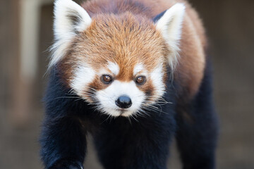 可愛いレッサーパンダ