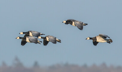 gänse © Klaus Haase 