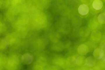 Fototapeta na wymiar Blurred bokeh background image of bright green foliage in spring or summer.