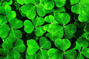 Background with green clover leaves for Saint Patrick's day. Shamrock as a symbol of fortune.