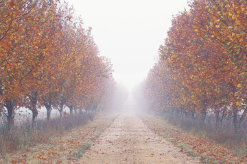 Rows of trees iobscured by a thick autumn fog