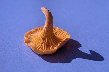 Chanterelle on blue background. Up side down. Casting shadow.