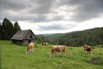 Cow eat grass on a meadow with fresh grass surrounded by spruce forest in a cloudy day in the mountains.