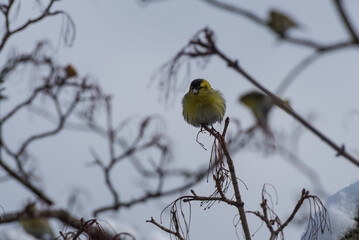 Małe ptaki siedzące zimą na drzewie, czyż pospolity, czyżyk, spinus spinus. - obrazy, fototapety, plakaty
