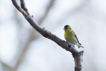 Żółty, mały ptak siedzący na gałęzi, czyż pospolity, czyżyk, spinus spinus. - obrazy, fototapety, plakaty