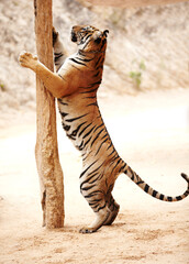 Tiger scratching a pole while standing on its hind legs. Tiger standing on its hind legs at a...