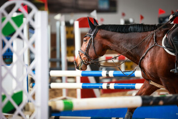 Horse with rider on long reins in the jumping course in the riding hall..