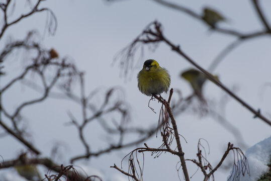 Małe ptaki siedzące zimą na drzewie, czyż pospolity, czyżyk, spinus spinus.