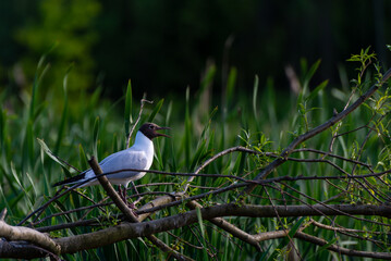 Biały ptak z czarną głową stojący na gałęzi, mewa śmieszka, chroicocephalus ridibundus. - obrazy, fototapety, plakaty