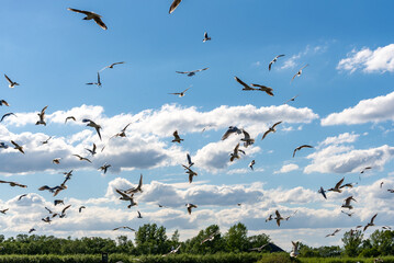 Wiele ptaków w różnych fazach lotu na tle chmur. Mewa śmieszka, (chroicocephalus ridibundus). 