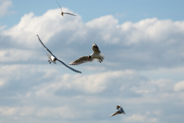 Cztery szybujące białe ptaki na tle chmur, mewa śmieszka, chroicocephalus ridibundus. © Grzegorz