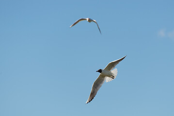 Fototapeta na wymiar Dwa białe ptaki z czarnymi głowami na tle niebieskiego nieba, mewa śmieszka, (chroicocephalus ridibundus). 