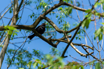 Kos zwyczajny, turdus merula, czarny ptak siedzący na gałęzi.