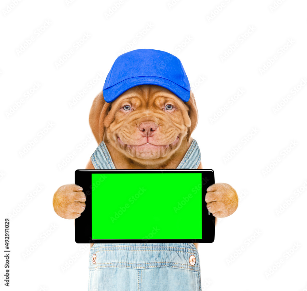 Poster Smiling puppy wearing blue cap holds smartphone with empty green screen. Isolated on white background