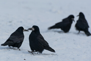 Cztery czarne ptaki wyglądające na tańczące pary na śniegu. Gawron, gapa, corvus frugilegus.  - obrazy, fototapety, plakaty
