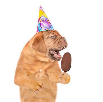 Funny Mastiff puppy wearing birthday cap eats ice cream. isolated on white background
